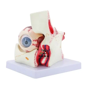Medical Human Science Education Plastic Eye Anatomy Model with Orbit