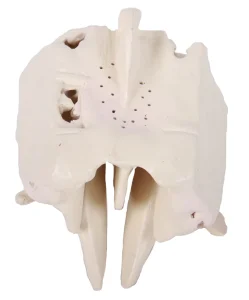 Medical Teaching Models Expansion Model of Ethmoid Bone